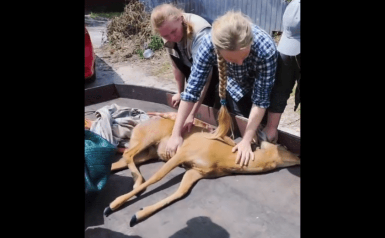 Патрульні Запоріжжя врятували знесилену козулю: подробиці