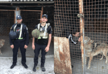 Вовк на вулицях Запоріжжя: поліцейські повернули тварину до зоопарку та убезпечили містян