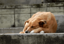 У Кам’янському судитимуть чоловіка, який до смерті забив сусідського собаку