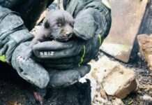 У Криворізькому районі надзвичайники під час пожежі врятували цуценя