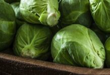 Брюссельська капуста: зелена суперсила з недооціненим смаком
