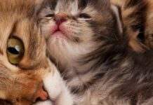 Коли пухнастик стає хижаком: що стоїть за штовханням лапками