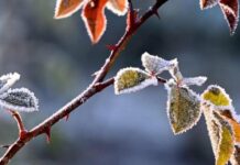 В Україну повертаються заморозки: де стовпчики термометра вночі опустяться до -5