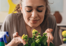 Зелений рецепт спокою: як кімнатні рослини впливають на психіку