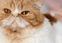 Невловимий контакт: як погляд допомагає знайти шлях до серця кота