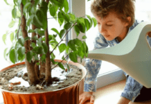 Топ-6 безпечних і корисних квітів для дитячої кімнати: рекомендації для батьків