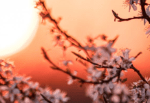 Квіткова повня 12 травня 2025: що несе ця ніч, повна чарів і прозрінь