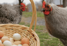 Як вирахувати яйценесучу курку: дані, досвід, висновки