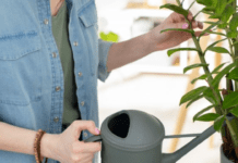 Системи догляду за квітами на час від’їзду: прості та ефективні поради