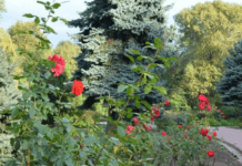 У Кам’янському намагаються врятувати розарій: яке рішення пропонує міський голова