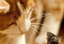 Пастки у побуті: що непомітно заманює шкідників у ваш дім