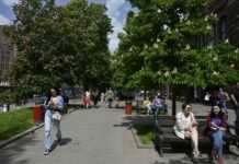 Окраса парків і скверів? Яка рослина може стати новим символом Києва