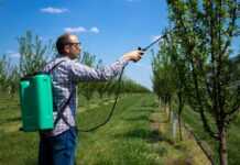 Метелики-“вампіри”? Які комахи знищують сад за кілька років і як від них захиститись