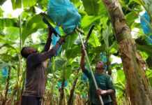 Удар по плантаціях: як людство “знищує” найпопулярніший фрукт на планеті