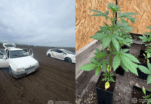 На Запоріжжі викрили двох чоловіків із «плантацією» канабісу, наркотиками та боєприпасами