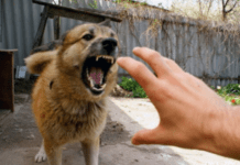 На Дніпропетровщині зафіксовано 10 підозр на сказ: серед постраждалих – діти