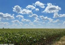 Завдяки ДБР Міноборони повернули танковий полігон на Дніпропетровщині, який роками незаконно засіювали