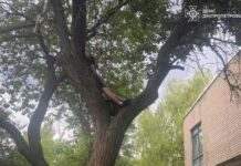 У Нікопольському районі надзвичайники зняли з дерева хлопця, який хотів врятувати кошеня