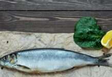 Дієтолог назвала дешеву рибу-чемпіона з Омега-3: це не лосось і не форель