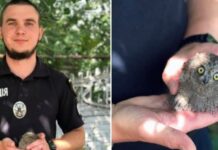 У Запоріжжі патрульний врятував совеня