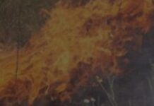 Масштабна пожежа в одному з районів запоріжжя: горіла суха трава на загальній площі 1 га