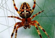 Павуки в домі: чому їхня поява — це хороший знак, а не привід для паніки