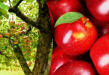 Блискучі фрукти в супермаркетах: чим їх покривають і як це впливає на здоров’я