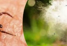 Домашній спрей від кліщів: як зробити ефективний і безпечний засіб власноруч