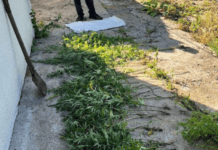 У Дніпрі викрито незаконний посів конопель: справу передано до суду