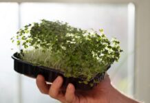 Чи корисніша мікрозелень за звичайну зелень? Вся правда про модний продукт