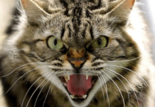 На Дніпропетровщині зафіксували випадок сказу: ціле село закрите на 60-денний карантин