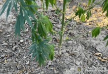 Виростив понад сотню кущів конопель: у Покрові викрили 56-річного правопорушника