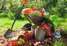 Календар городника на вересень: коли садити часник і збирати картоплю