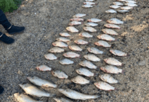 Збитки понад 200 тис. грн: у Камʼянському виявили двох браконьєрів