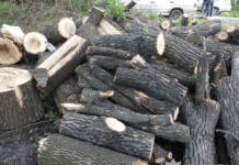 Від 5 до 8 років позбавлення волі: на Дніпропетровщині судитимуть трьох чоловіків за незаконну вирубку лісу