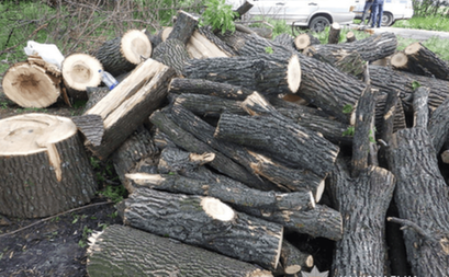 Від 5 до 8 років позбавлення волі: на Дніпропетровщині судитимуть трьох чоловіків за незаконну вирубку лісу