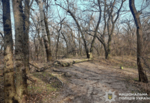 У Дніпрі судитимуть чоловіка за незаконну вирубку дерев