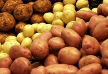 Несподіваний родич: вчені з’ясували, що картопля зобов’язана своїм походженням томатам