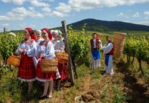 Дегустації, підвали та вечері серед виноградників: топ-локації для винного туризму в Україні