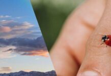 Добрі прикмети: 7 знаків, які наші предки вважали провісниками щастя