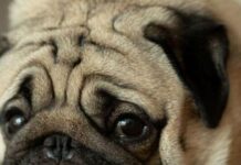 Собачий апетит без меж: які породи найбільше страждають від ожиріння