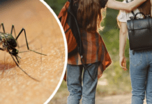 Комарі мають улюбленців: хто в групі ризику та як уникнути укусів