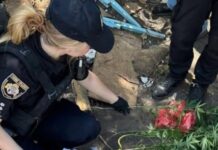 У Дніпрі поліцейські викрили чоловіка у вирощуванні конопель