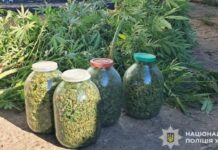 Виростив коноплі на 400 тисяч гривень: слідчі Дніпропетровщини повідомили про підозру зловмиснику