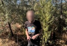 Патрульні Кривого Рогу виявили кущі рослин наркотичного походження