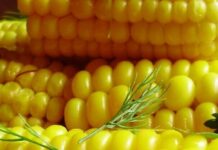 Цікаві факти про кукурудзу: чим вона корисна та як її правильно вибирати