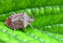 Загрожує понад 100 культурам: який небезпечний клоп може знищити врожай в Україні