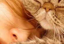 Кіт спить біля голови чи в ногах: що означає така поведінка домашнього улюбленця