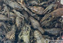 Незаконно виловив раків та риби майже на 600 тисяч гривень: поліцейські Дніпропетровщини викрили порушника