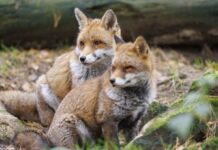 Лосі, кабани й лисиці заходять на околиці міст: що змушує звірів наближатися до людей